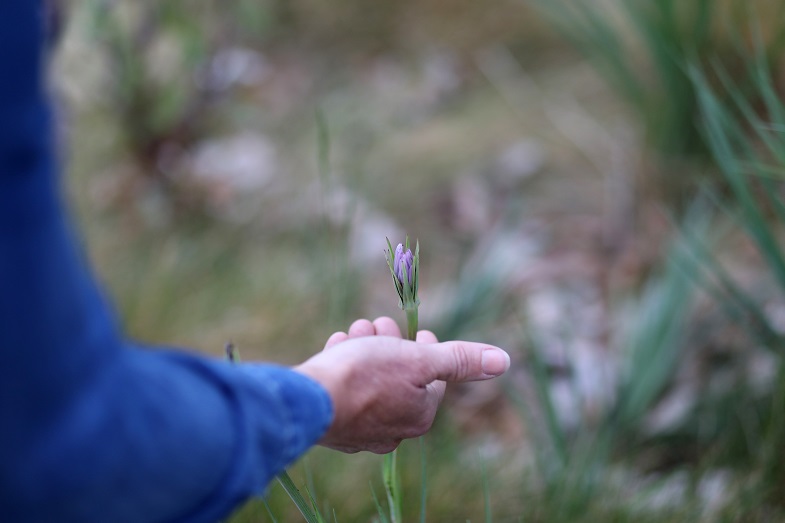 Barlow with purple salsify (Tragopogon porrifolius) at Warm Springs Station