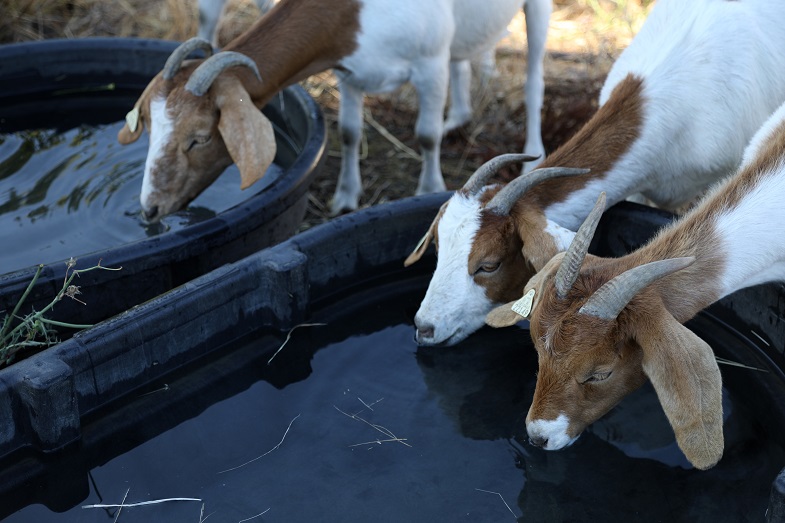   The goats are Spanish-Boer cross, a curious, intelligent and voracious breed