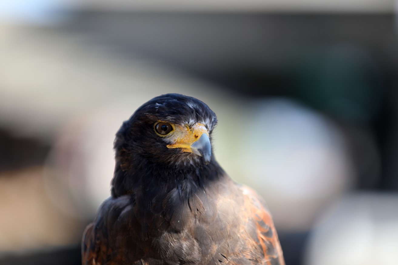 Harris hawk