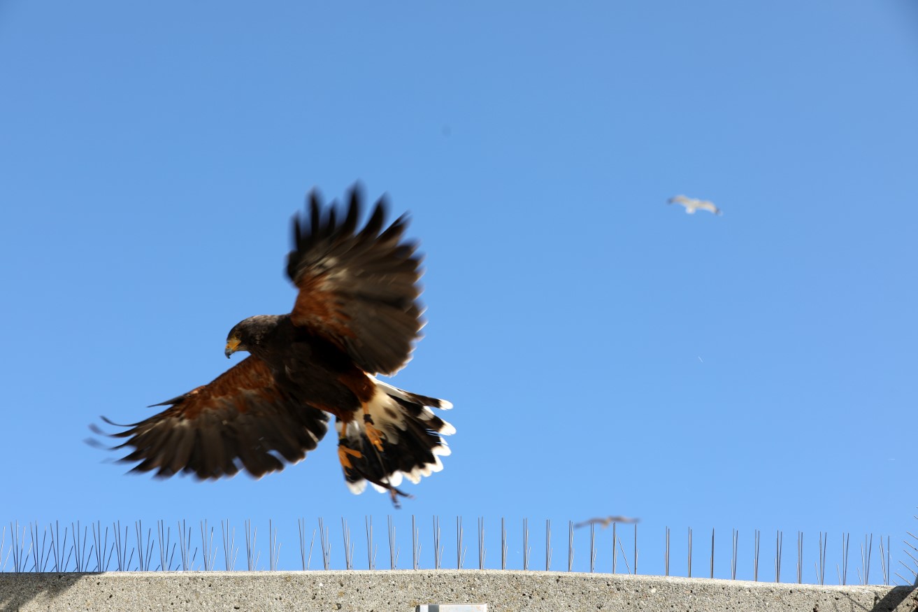 Harris hawk