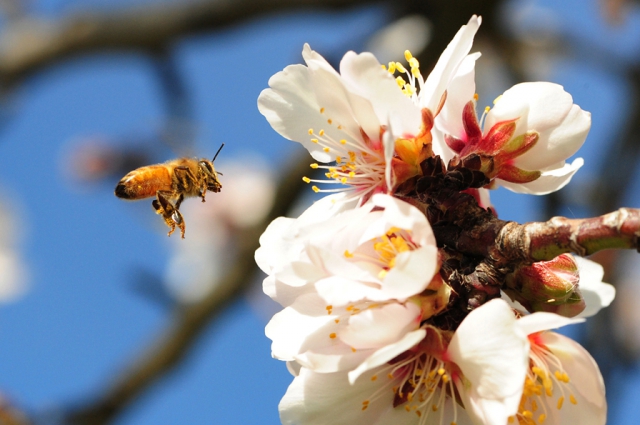 bee on flower