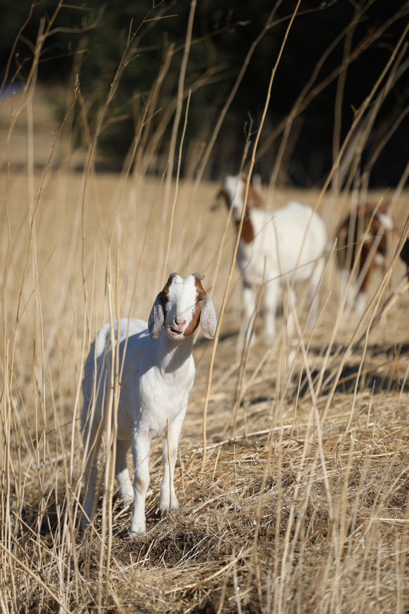  Grazing goats are back and reducing fire danger on BART property