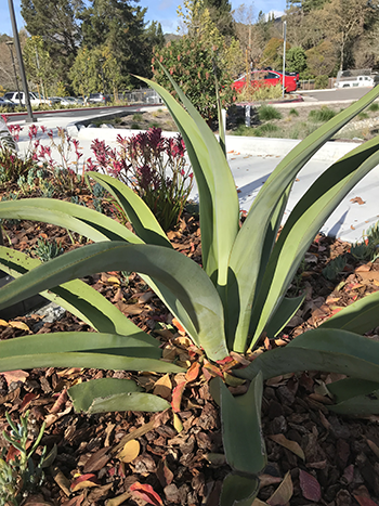 octopus agave