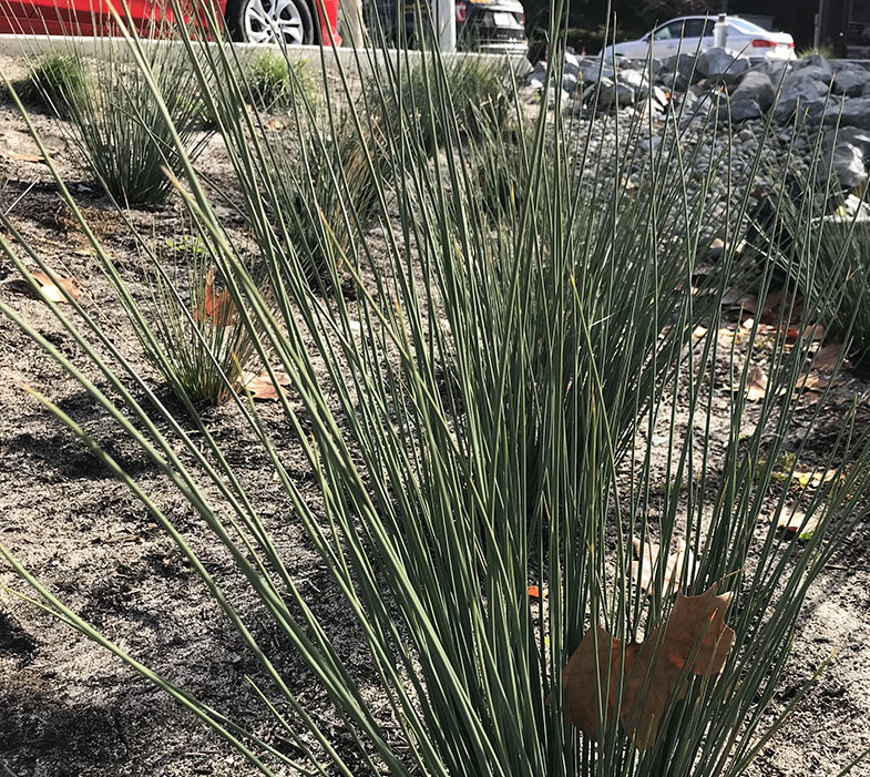 rain garden