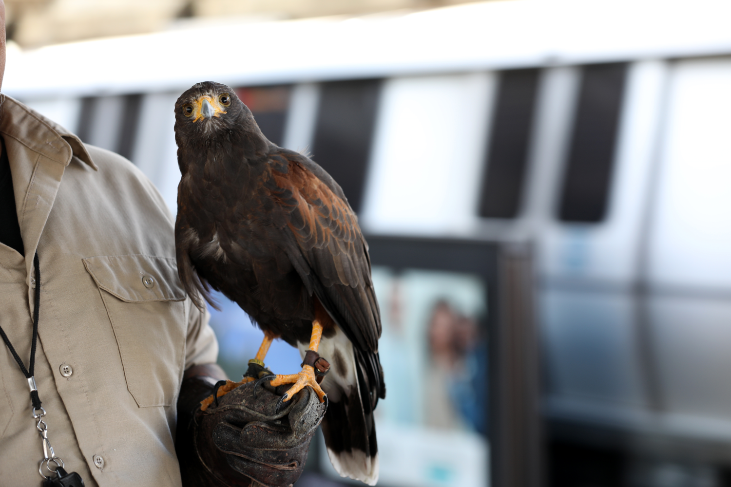 A hawk at El Cerrito del Norte