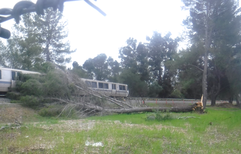 tree on BART tracks