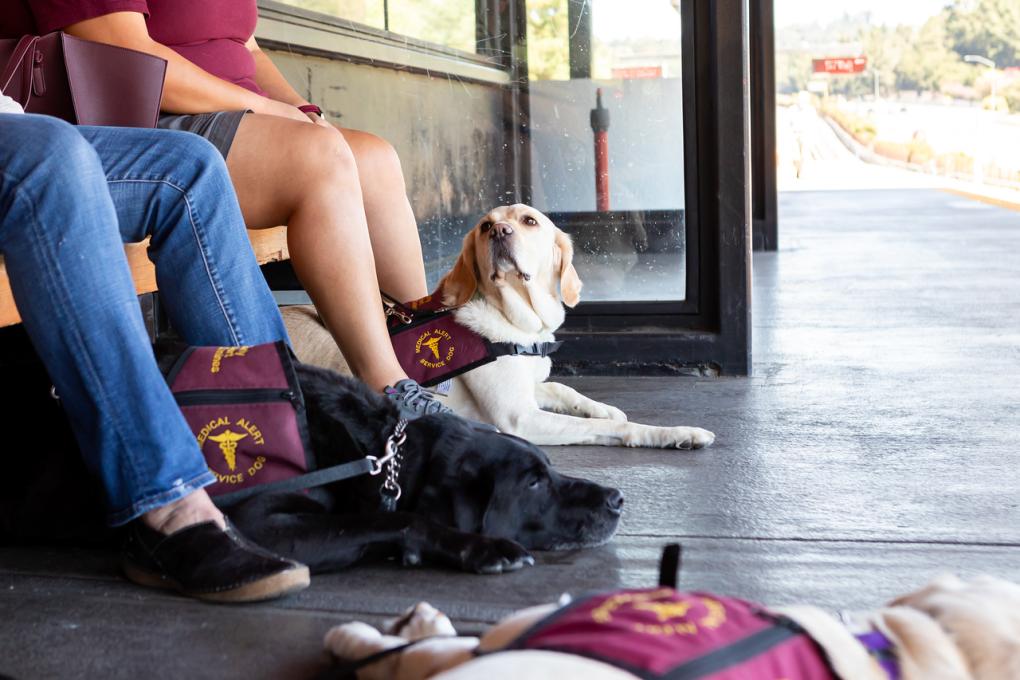 Service dogs reposing on the platform as they wait for a train at Concord Station. 